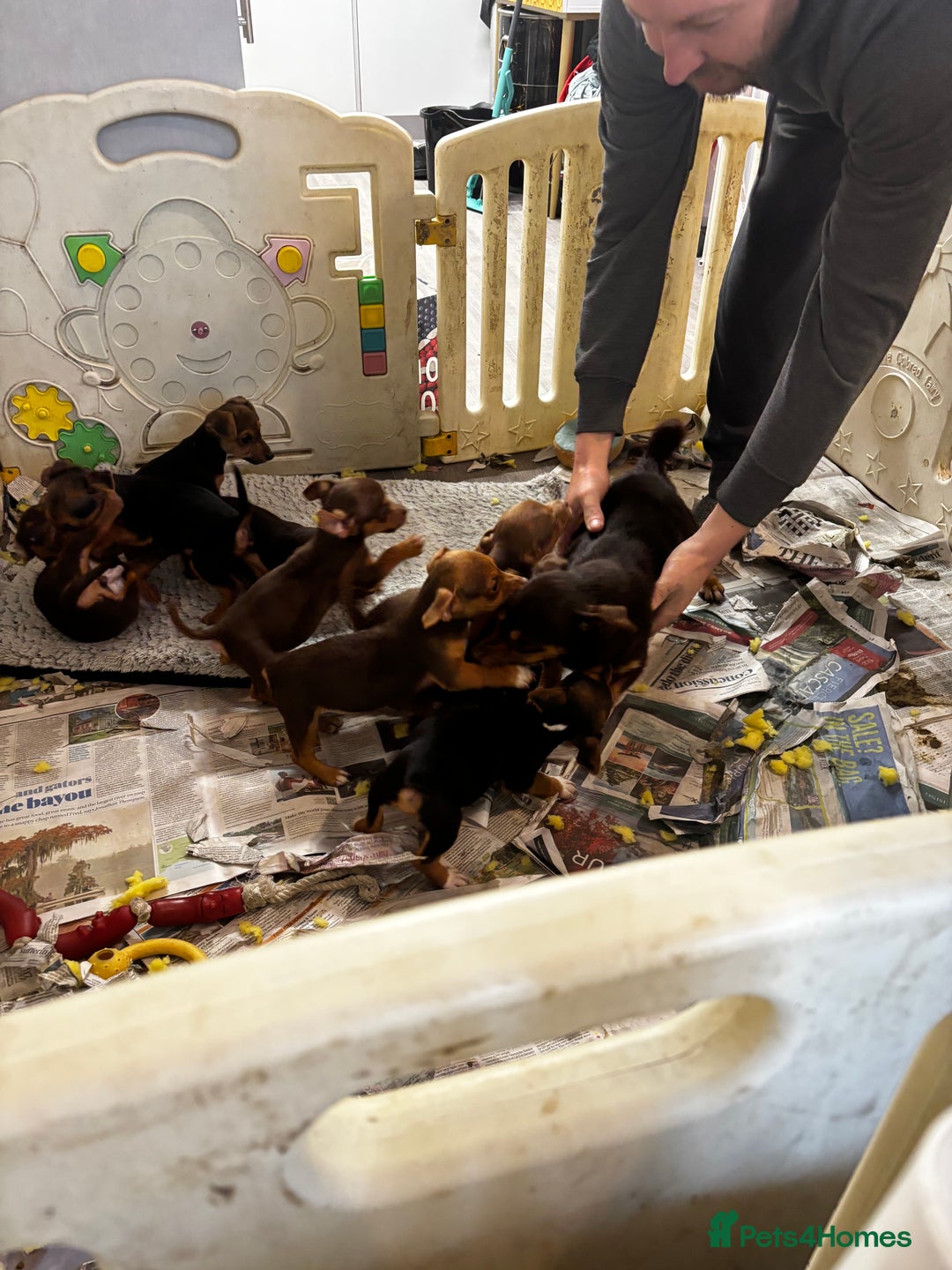 Jack Russell dogs for sale: Beautiful miniature pure Jack Russell’s  - Advert 15