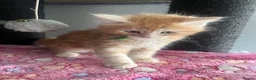 Maine Coon cats for sale: READY NOW! Maine Coon kittens  - Advert 11