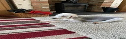 Bedlington Terrier dogs for sale: Female Beddlington Terriers in Darlington - Advert 2