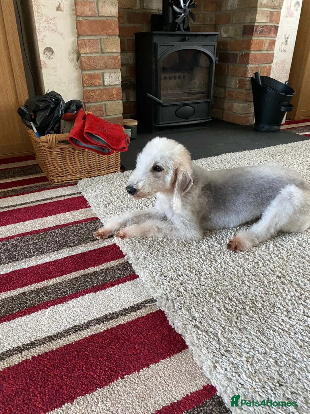 Bedlington Terrier dogs for sale: Female Beddlington Terriers in Darlington - Advert 2