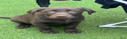 Labrador Retriever dogs for sale: Chocolate Female Labrador  in Portsmouth - Advert 10