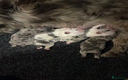 French Bulldog dogs for sale: FLUFFY HUSKY PRIME BIG ROPE MERLE PINK FRENCH BULL - Image 6