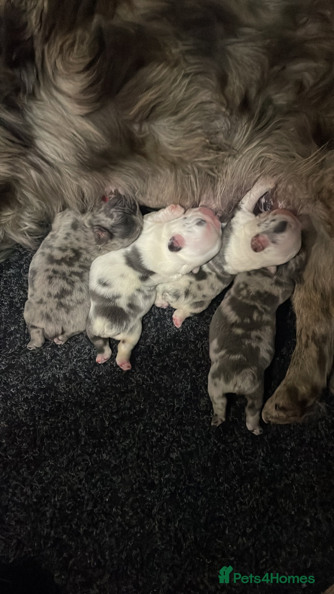 French Bulldog dogs for sale: FLUFFY HUSKY PRIME BIG ROPE MERLE PINK FRENCH BULL - Image 6