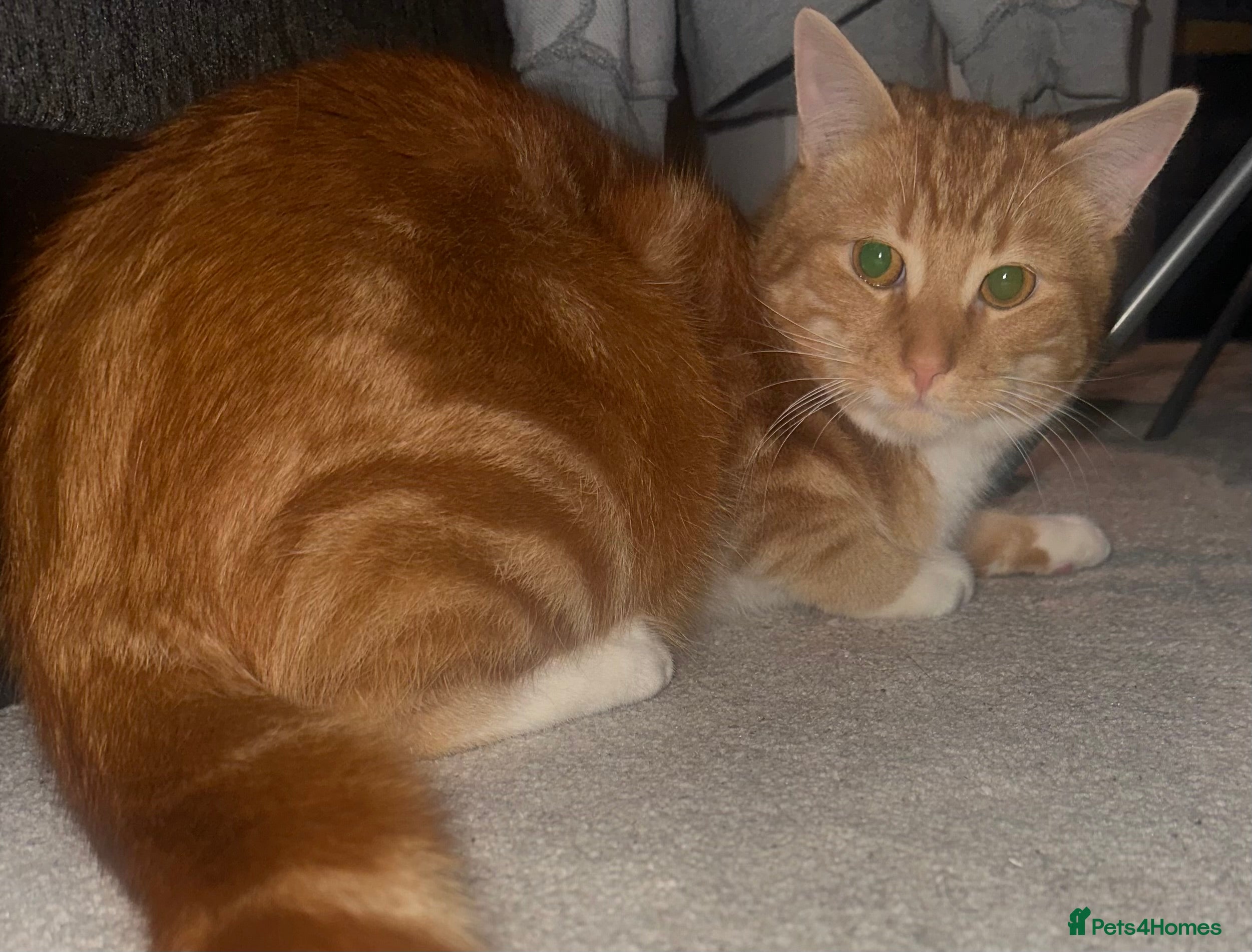 Domestic Shorthair cats Ginger male kitten - Advert 1