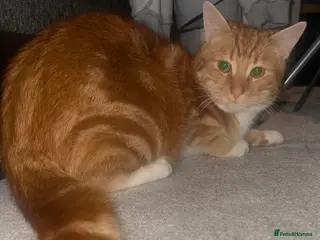 Domestic Shorthair cats Ginger male kitten - Advert 1