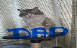 Ragdoll cats for sale: Ragdoll x tabby kittens - Image 11