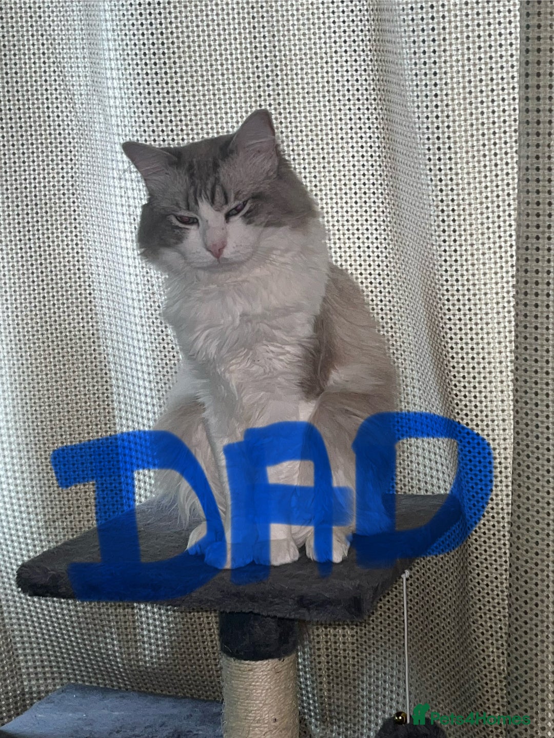 Ragdoll cats for sale: Ragdoll x tabby kittens - Image 11