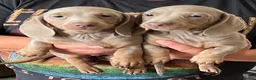 Miniature Dachshund dogs for sale: Miniature dachshund  - Advert 1