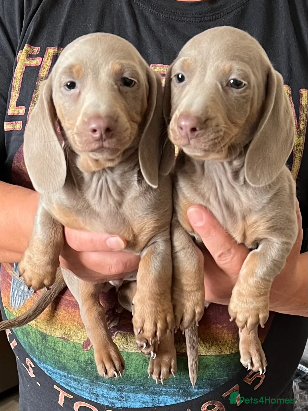 Miniature Dachshund dogs for sale: Miniature dachshund  - Advert 1