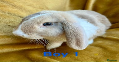 Mini Lop rabbits - Advert 4