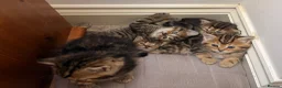 Persian cats for sale: 5 Persian X kittens available from 9th May - Advert 22