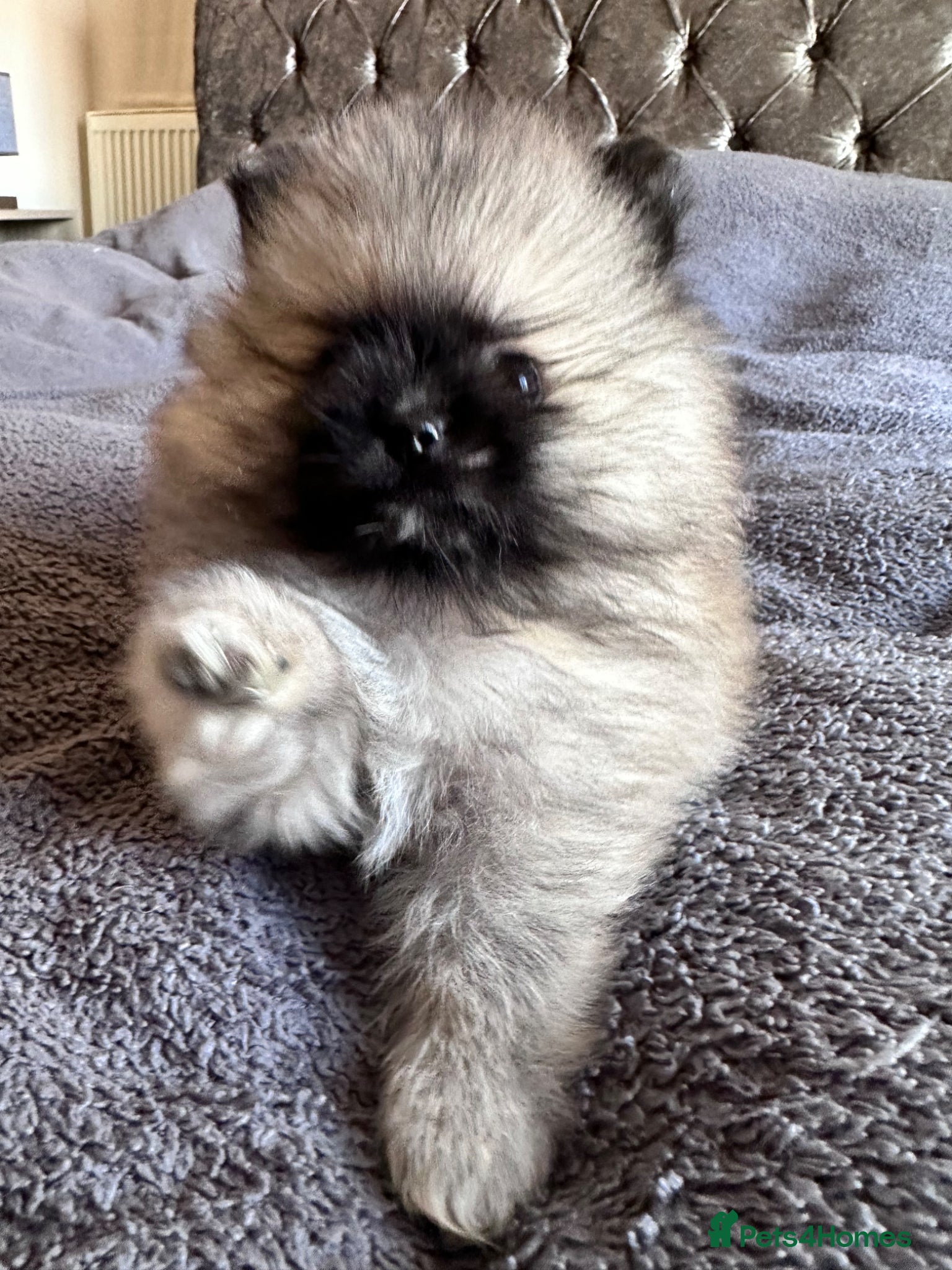 Pomeranian dogs Champion Lines Pomeranian KC Reg - Advert 3