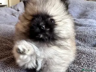 Pomeranian dogs Champion Lines Pomeranian KC Reg - Advert 4