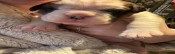 Boxer dogs for sale: Beautiful boxer puppies  - Advert 9