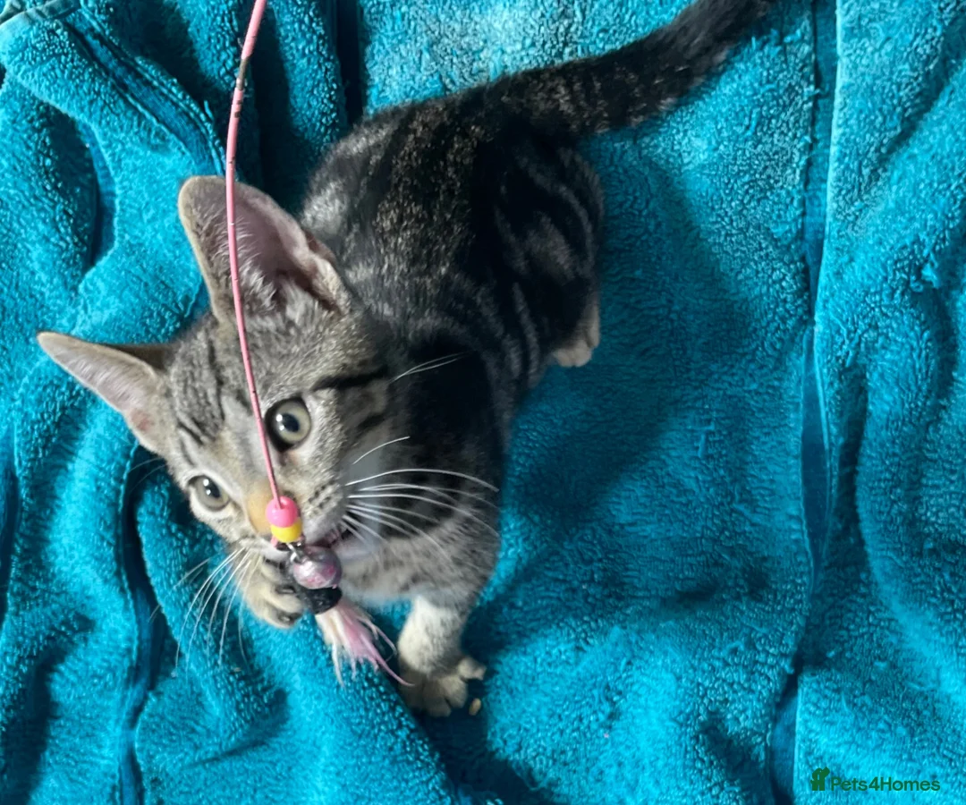 Mixed Breed cats for sale: Sweet kittens for sale - Advert 1