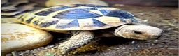 Tortoise reptiles for sale: 3 Year Old Hermann Tortoise - Advert 5
