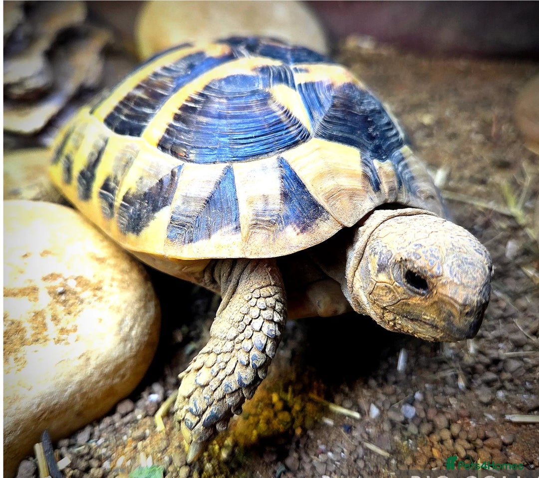 Tortoise reptiles for sale: 3 Year Old Hermann Tortoise - Advert 5