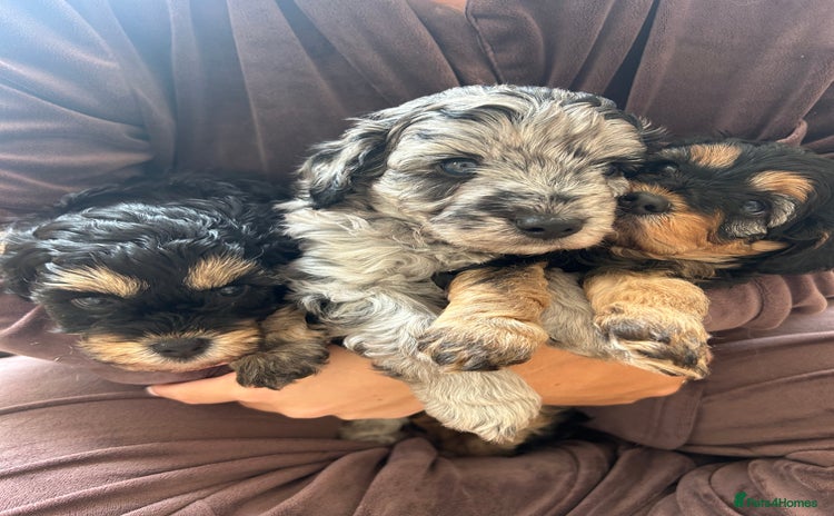 Cavapoo dogs for sale - Advert 1