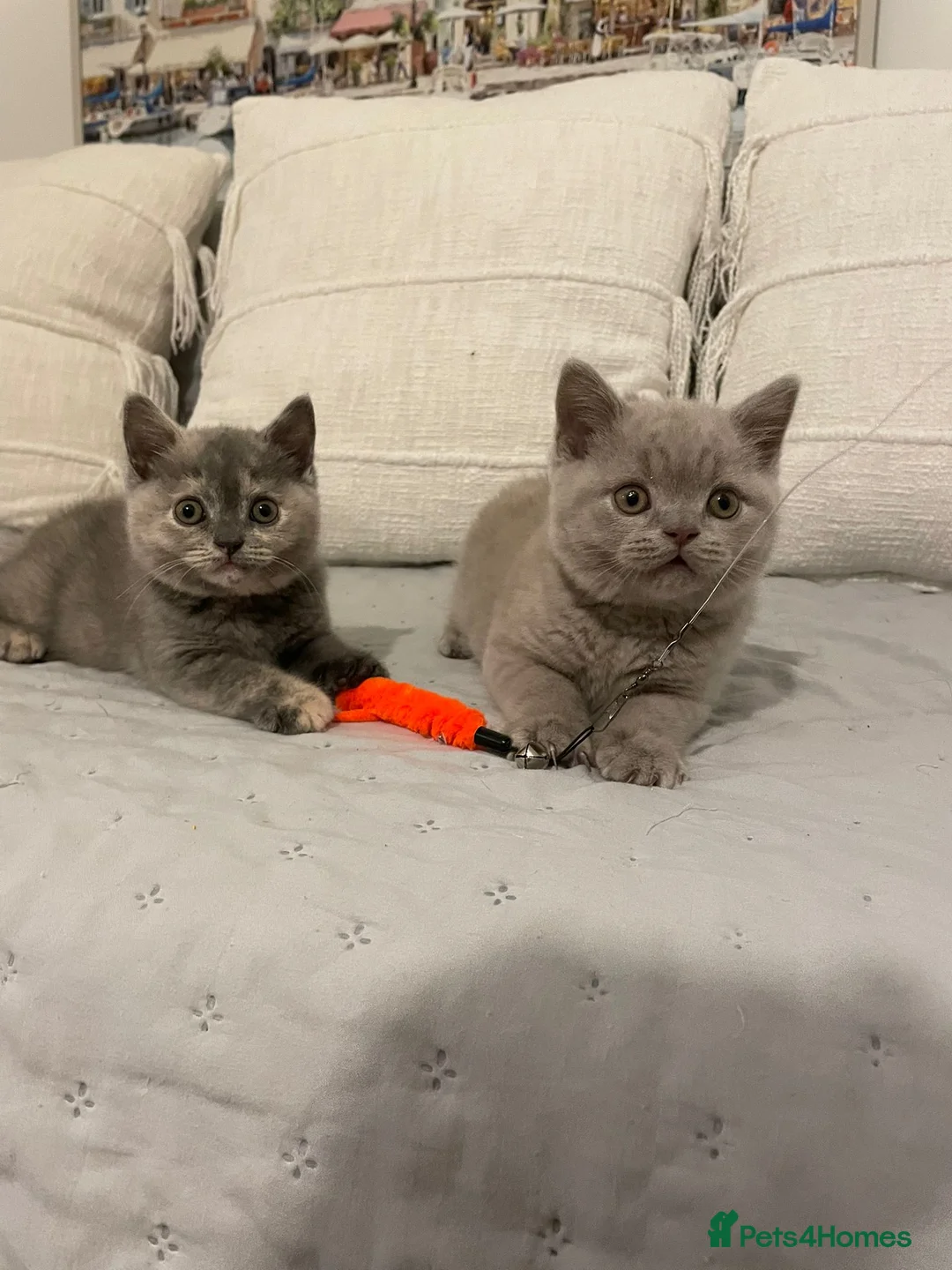 British Shorthair cats for sale: Adorable BSH kittens, GCCF reg. - Advert 1