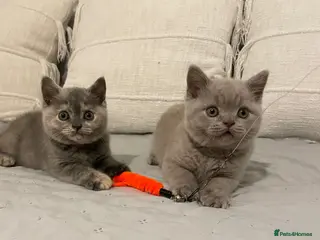 British Shorthair cats Adorable BSH kittens, GCCF reg. - Advert 1
