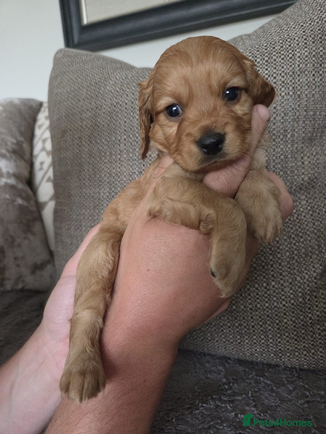 Cockapoo dogs for sale: Cockapoo Puppies  - Image 8