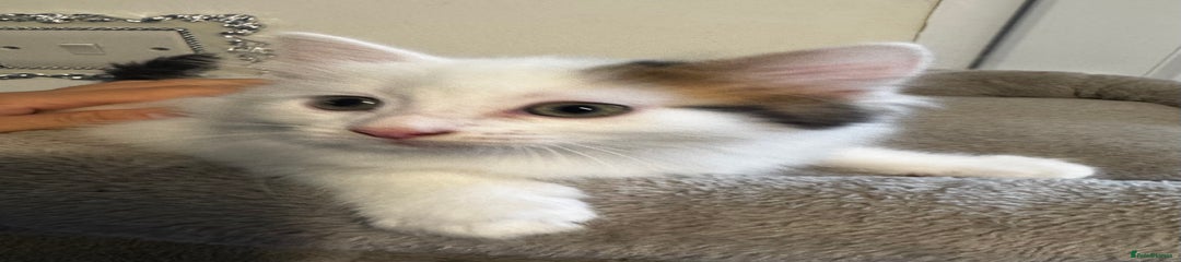 Ragdoll Kitten 3