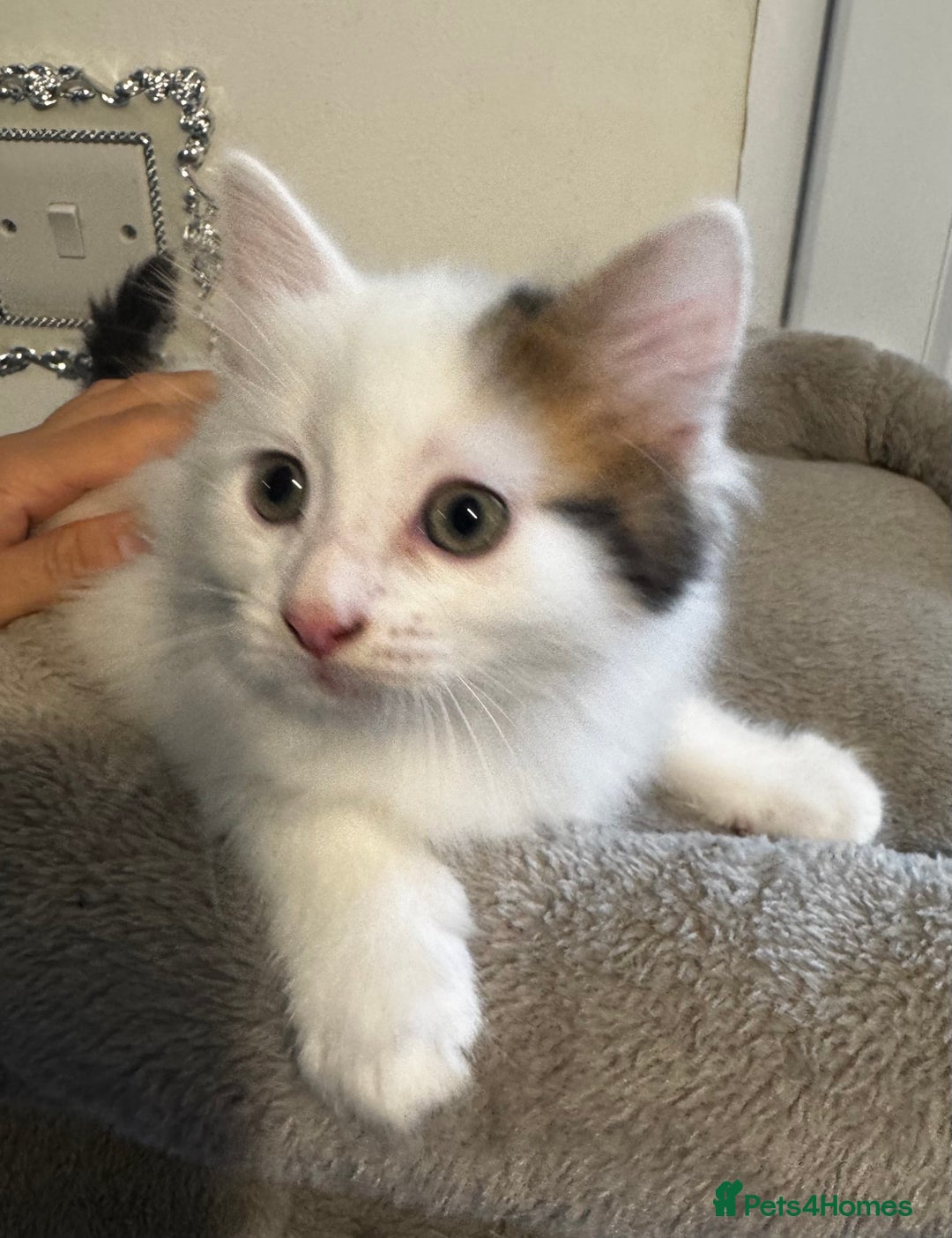 Ragdoll cats for sale: Beautiful Ragdoll Kittens  - Image 11