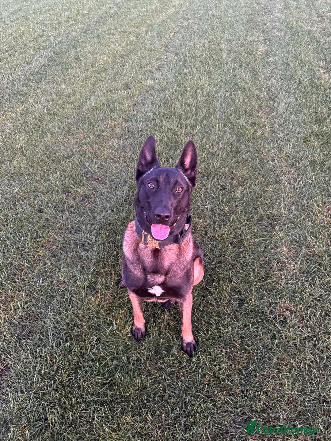 Belgian Shepherd Dog dogs for stud: Belgian malinois  - Advert 1