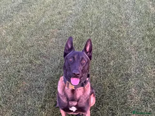 Belgian Shepherd Dog dogs Belgian malinois - Advert 2