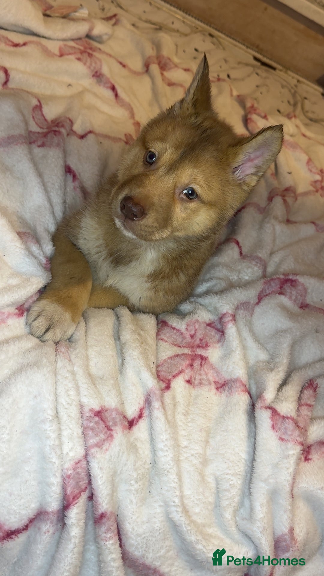 Siberian Husky dogs for sale: Siberian husky  - Advert 30