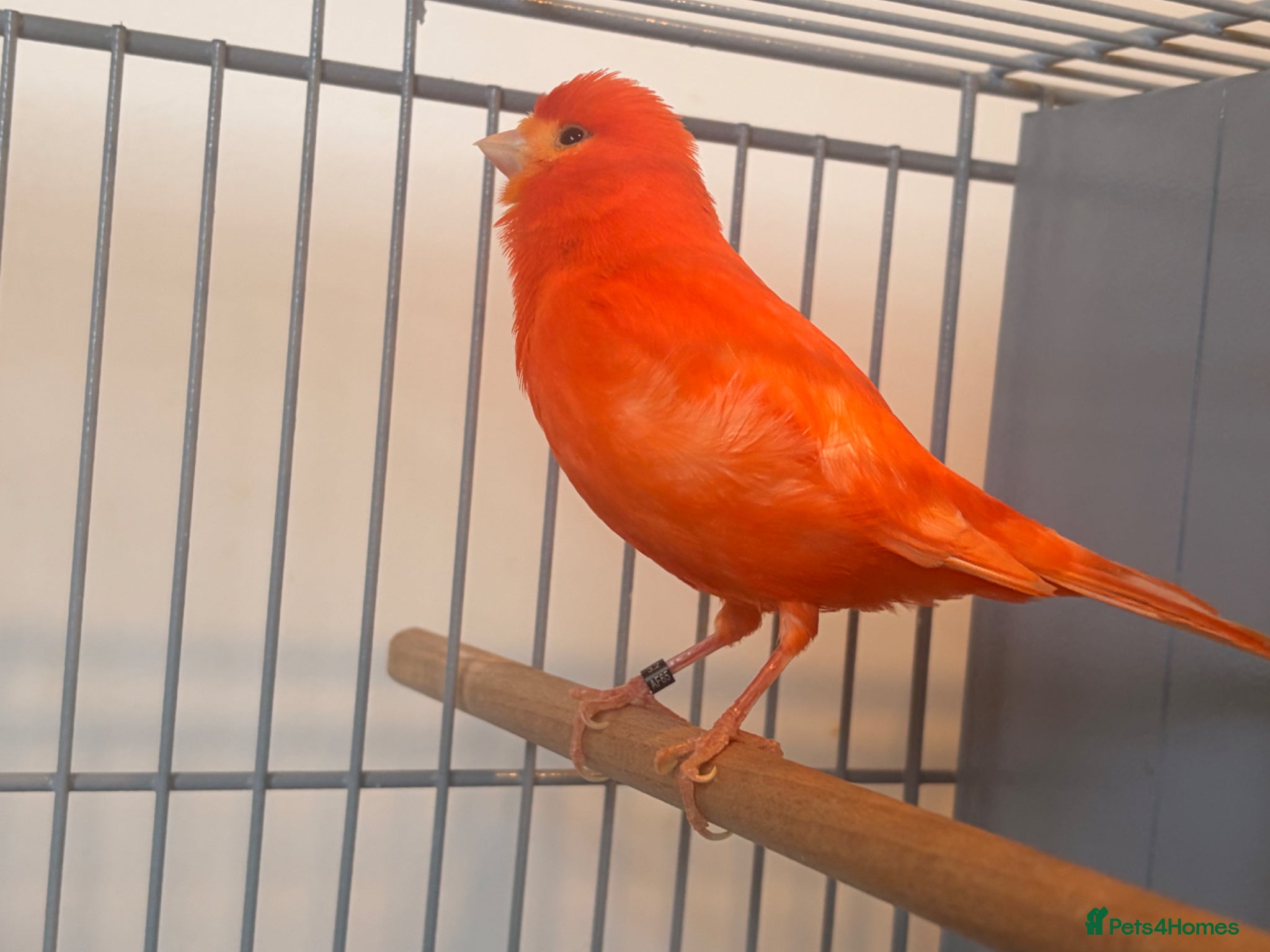 Canaries birds Beautiful singing red male canary - Advert 7