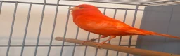 Canaries birds for sale: Beautiful singing red male canary - Advert 1