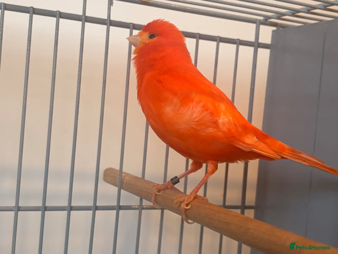 Canaries birds for sale: Beautiful singing red male canary - Advert 1