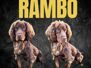 Cocker Spaniel dogs in Middlewich - Advert 8