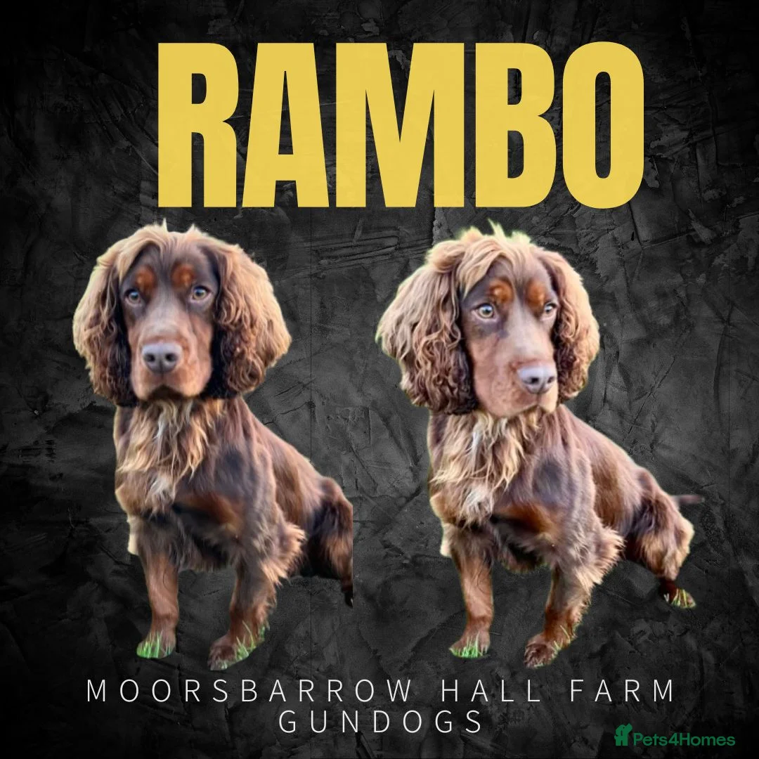 Cocker Spaniel dogs for stud: FTCH bred KC proven working cocker spaniel in Middlewich - Advert 1