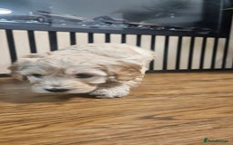 Cockapoo dogs for sale: Six Little Cockapoo Stars Ready to Shine   - Image 14