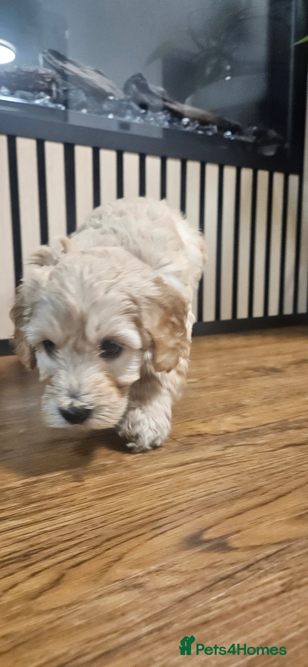 Cockapoo dogs for sale: Six Little Cockapoo Stars Ready to Shine   - Image 14