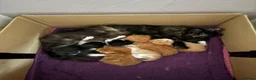 Mixed Breed cats for sale: 7 Adorable kittens ready for their furever home - Advert 7