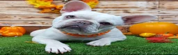 French Bulldog dogs for sale: Beautiful Cream Female - Advert 2