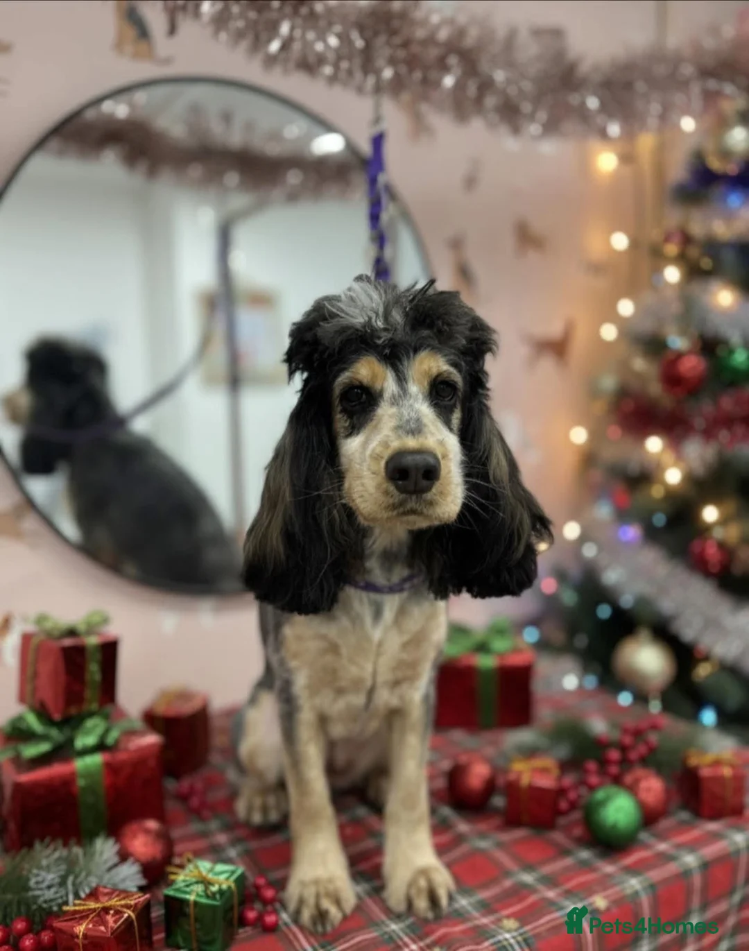 Cocker Spaniel dogs for sale: Beautiful show Cocker spaniel girl  - Advert 1