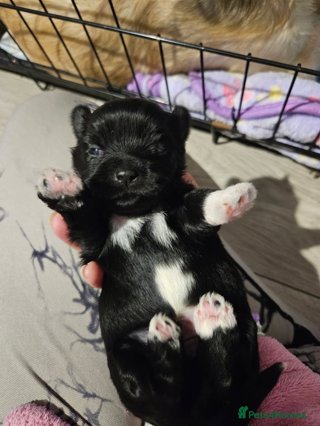 Lhasa Apso dogs for sale: Lhasa apao pups  - Image 4