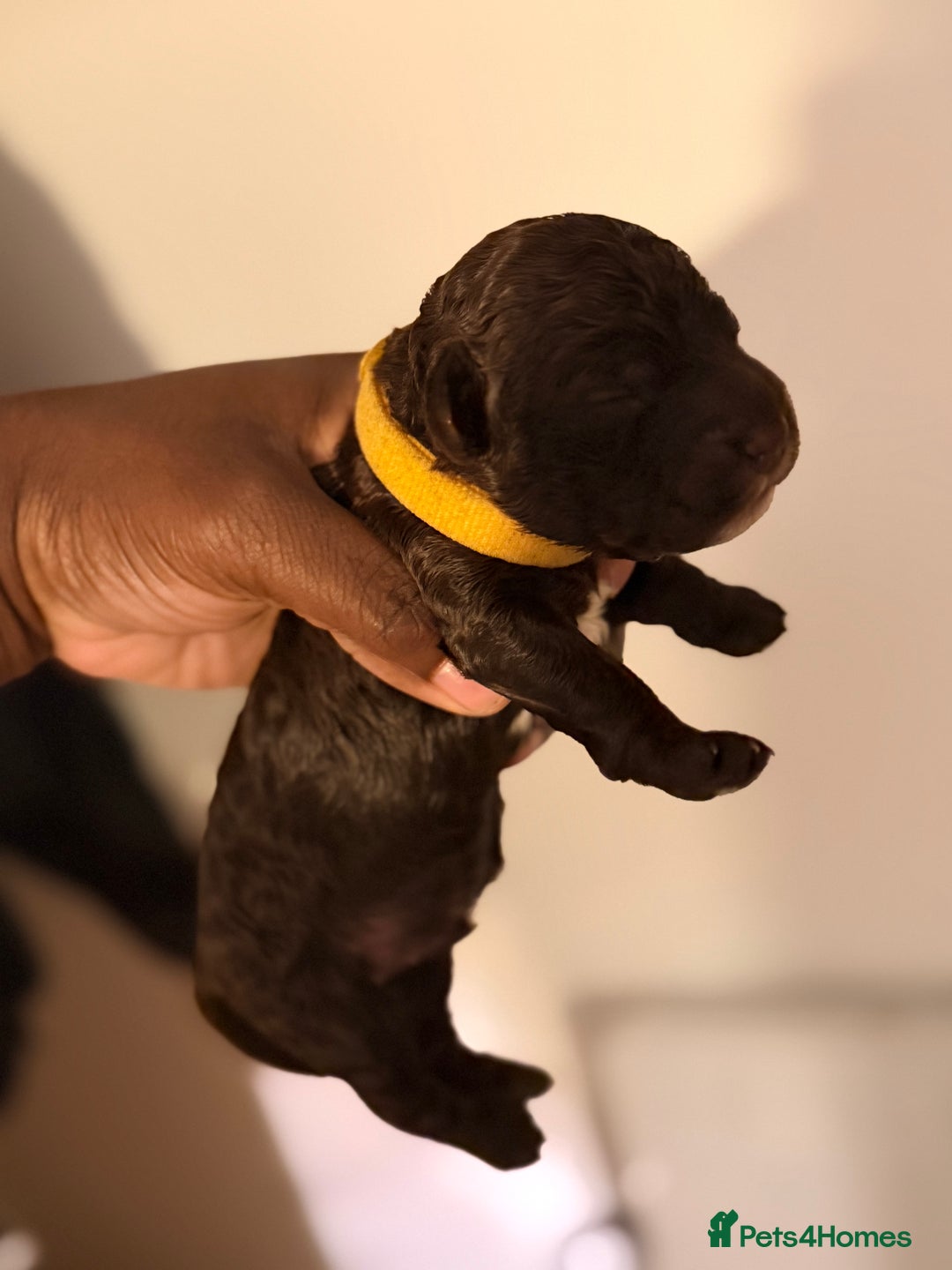 Cockapoo dogs for sale: Adorable Puppies Looking for Their Forever Homes! - Advert 7