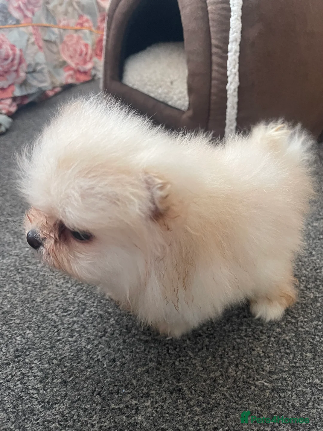 Pomeranian dogs for sale: Teddy bear  **  pure canine pomeranian puppy in Swindon - Advert 2