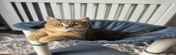 Scottish Fold cats for sale: 1 Boy, most sweet ever  ❤️  - Advert 6