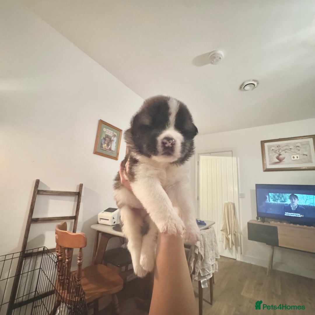 Akita dogs for sale: Quality Family Raised American Akita Puppies - Image 24