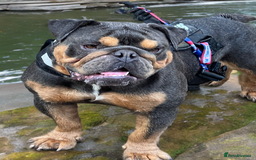 English Bulldog dogs for sale: FOR SALE amazing English bulldog stud dog - Image 2