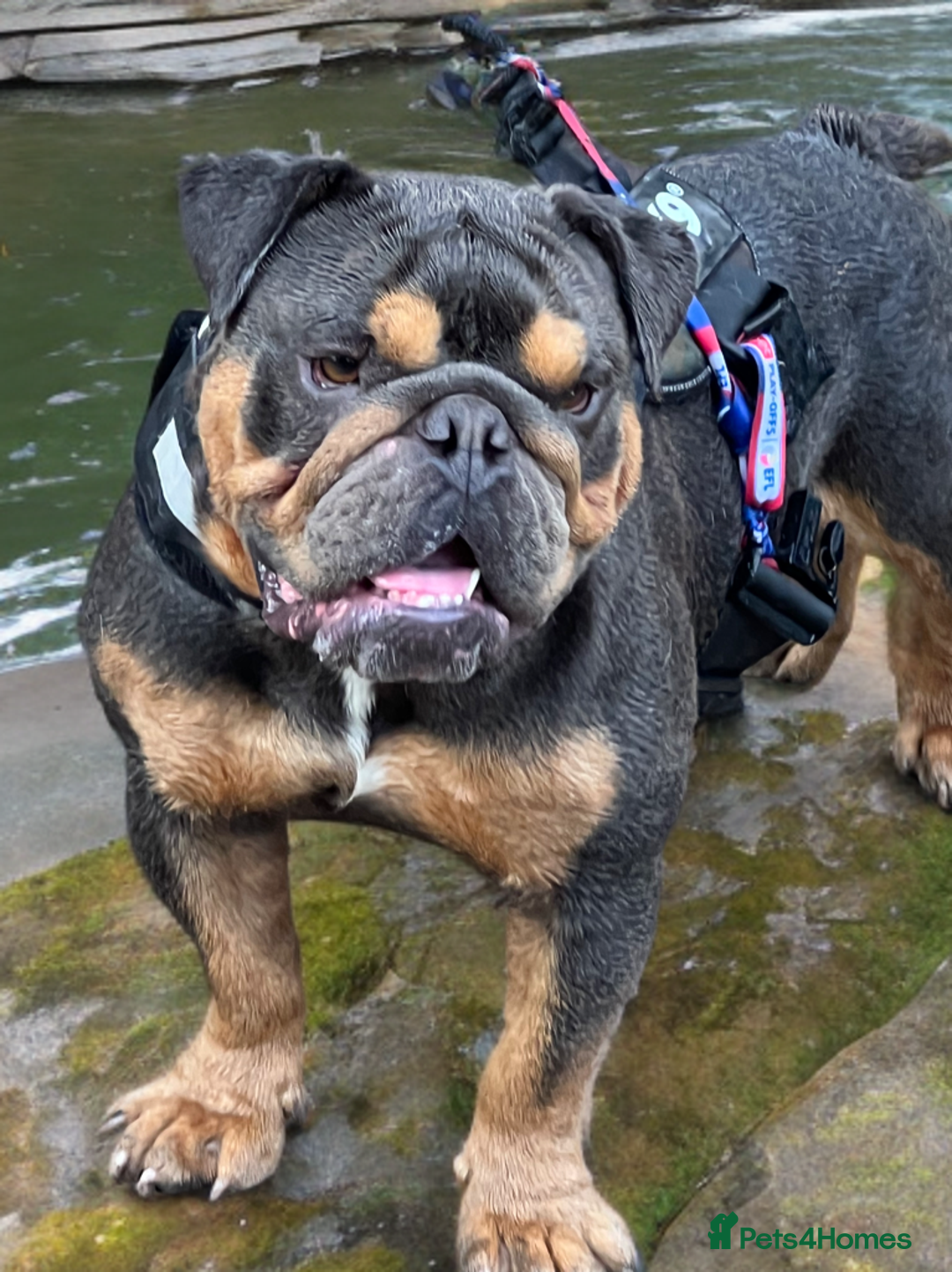 English Bulldog dogs for sale: FOR SALE amazing English bulldog stud dog - Image 2