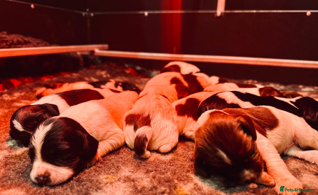 English Springer Spaniel dogs for sale: KC English Springer Spaniels  - Advert 5