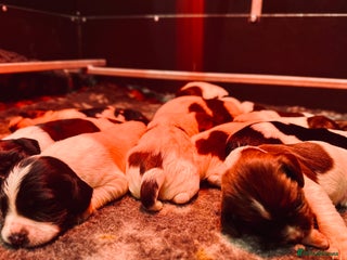 English Springer Spaniel dogs KC English Springer Spaniels - Advert 11