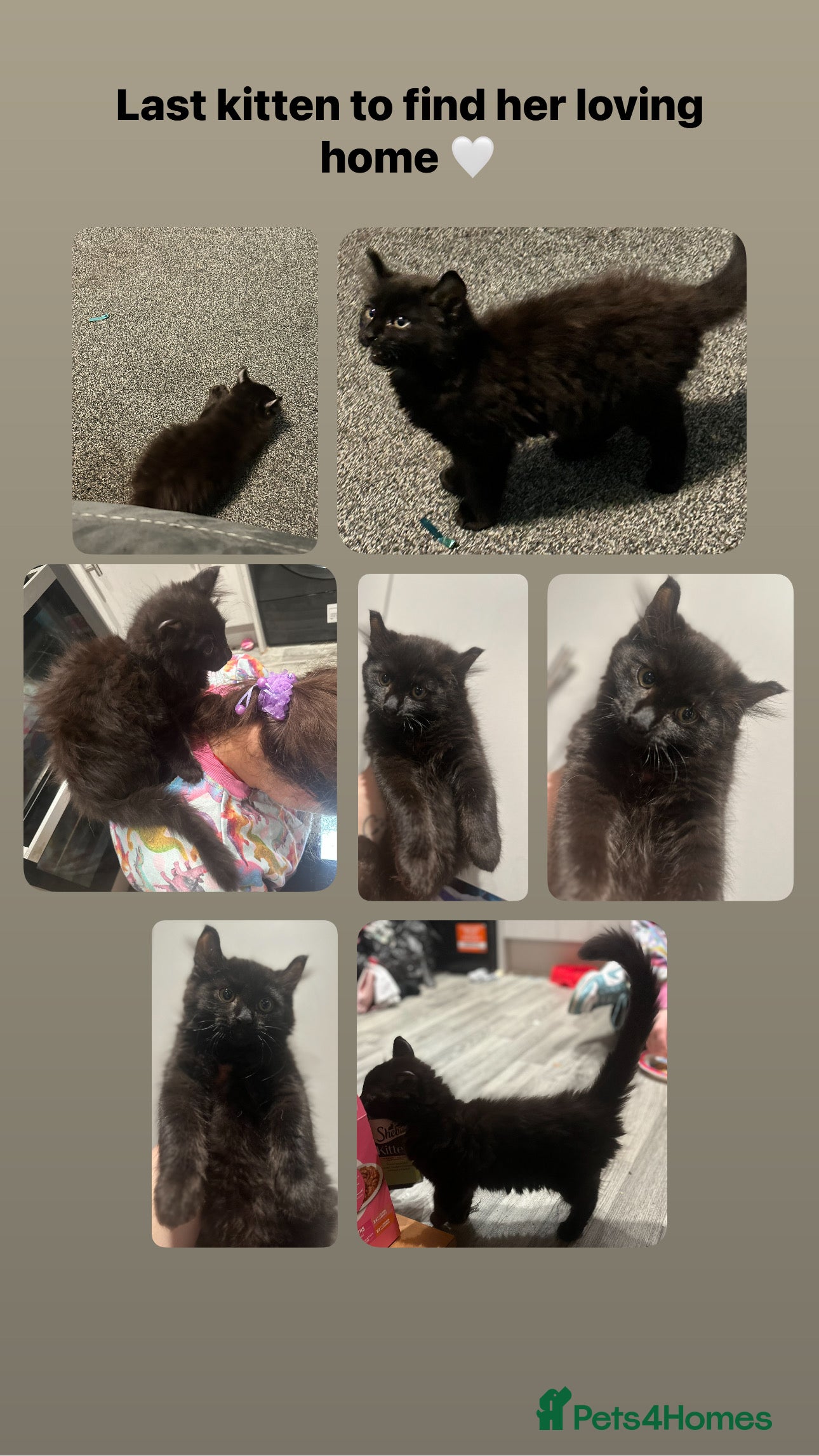 Mixed Breed cats Last kitten available! The sweetest girl 💜 - Advert 15